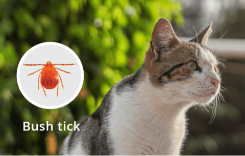 Stunning Do Cat Get Ticks Capture for Mobile Stunning Do Cat Get Ticks Capture for Mobile